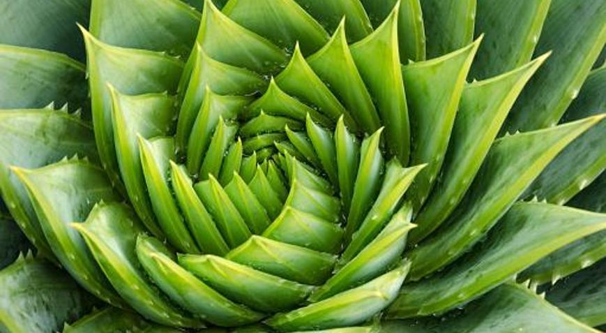 agave victoriae-reginae winterhart Agave victoriae-reginae --Queen Victoria Agave-- main image 0