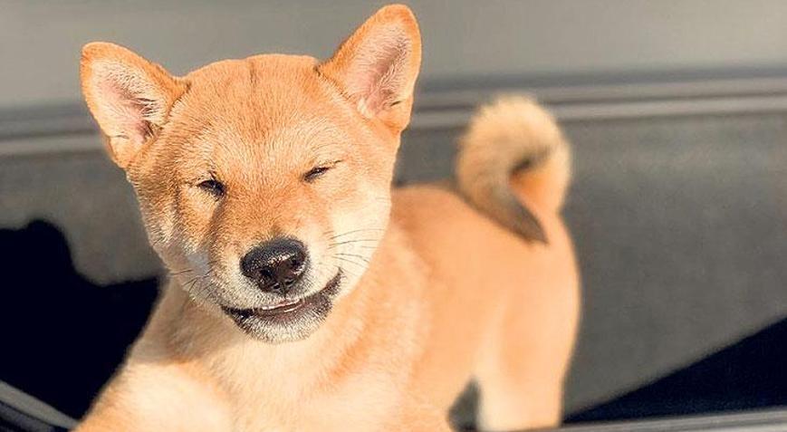 Shiba İnu’lara ilgi arttı