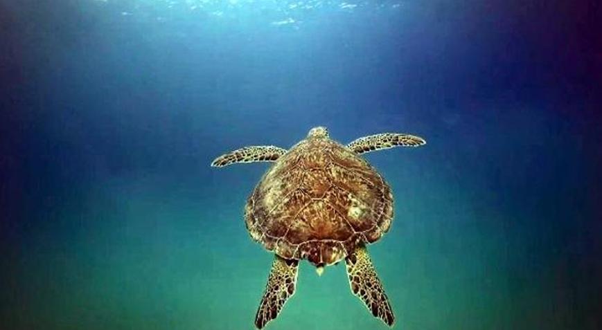 Deniz kaplumbağaları için plastik tehdidi