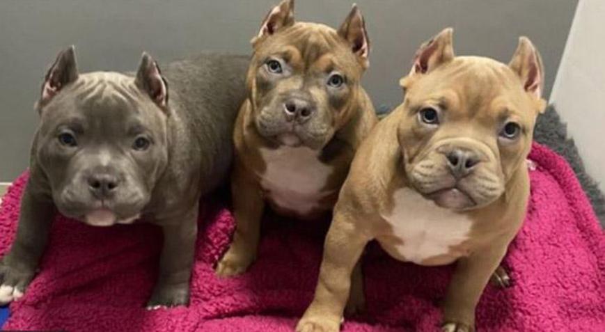 Sosyal medya trendi yüzünden köpeklerin kulakları kesiliyor