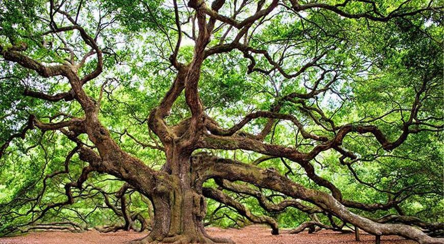 La Fontaine masalı okuyalım: Saz ile meşe