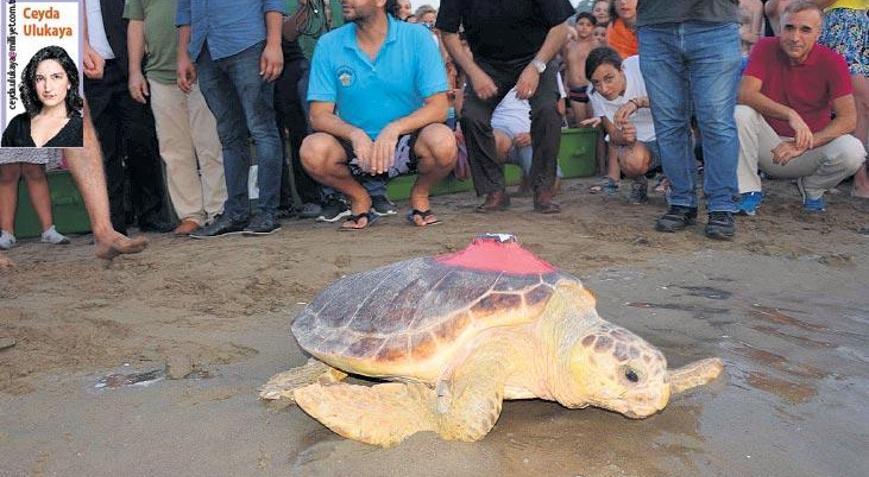 Caretta Tuba’nın izinde