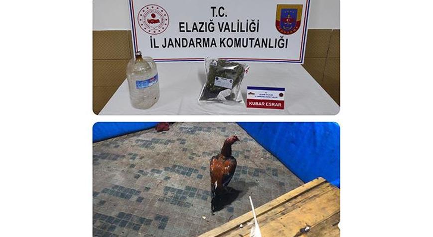 Elazığda horoz dövüştüren 17 kişiye para cezası