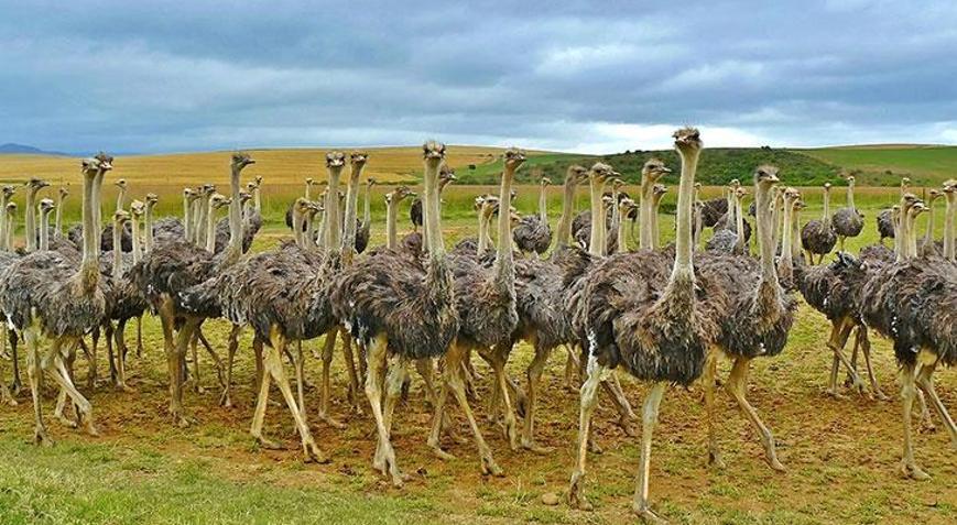 Deve kuşu kimdir, yakından tanıyalım!