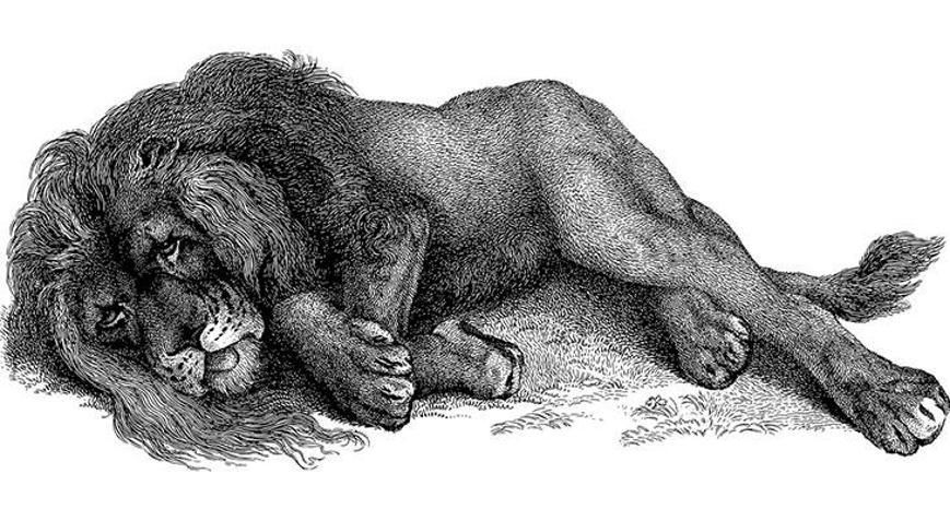 La Fontaine masalı oku: Kocamış aslan La Fontaine masalı oku: Kocamış aslan