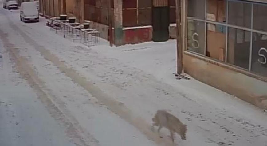 Bayburt’ta şehre inen kurt, kamerada