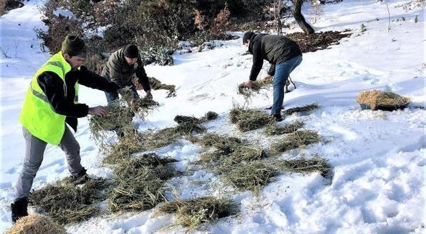 Gedizde yaban hayvanlarına yem desteği