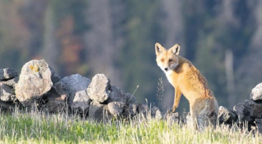 Av ve yaban hayvanları için dava