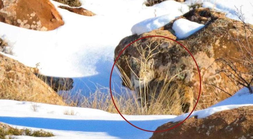 Üç farklı vaşağı aynı gün aynı yerde fotoğrafladı