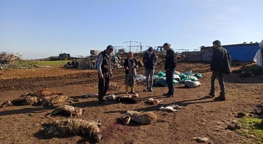 Toprakkale’de iki ayda 238 küçükbaş hayvan telef oldu
