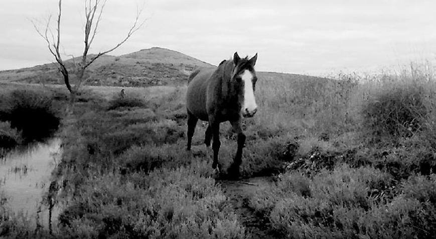 Gediz’deki yaban hayatı kayıt altında