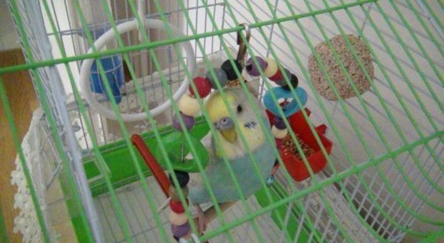 Fanatik çiftin muhabbet kuşu ‘şampiyon Trabzon’ diyor