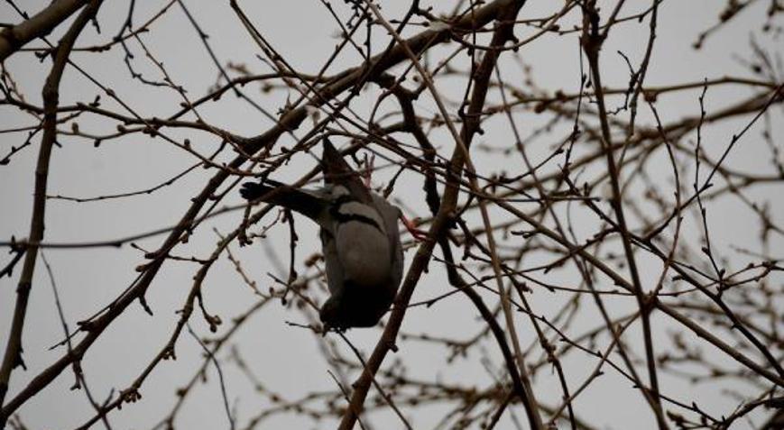 Ayağına ip dolanan güvercin için seferber oldular