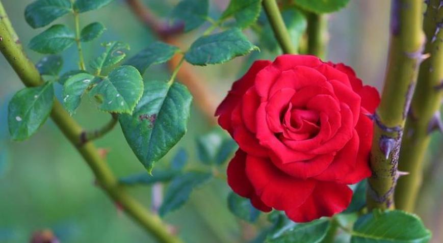 HIDIRELLEZ RİTÜELLERİ NELER, Hıdırellezde nasıl dilek dilenir 2025 Hıdırellez ne zaman, hangi tarihte kutlanacak