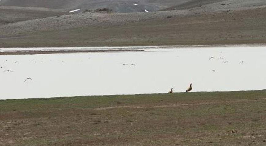Vanda tamamen kuruyan Tuz Gölü, yeniden su tutmaya başladı