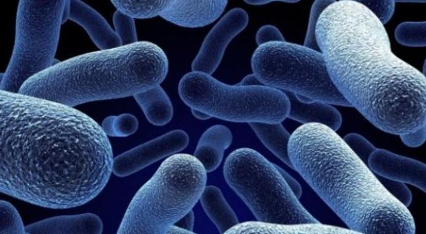 SALMONELLA NEDİR? SALMONELLA belirtileri nelerdir, tedavisi var mı, nasıl bulaşıyor? Son Dakika Milliyet