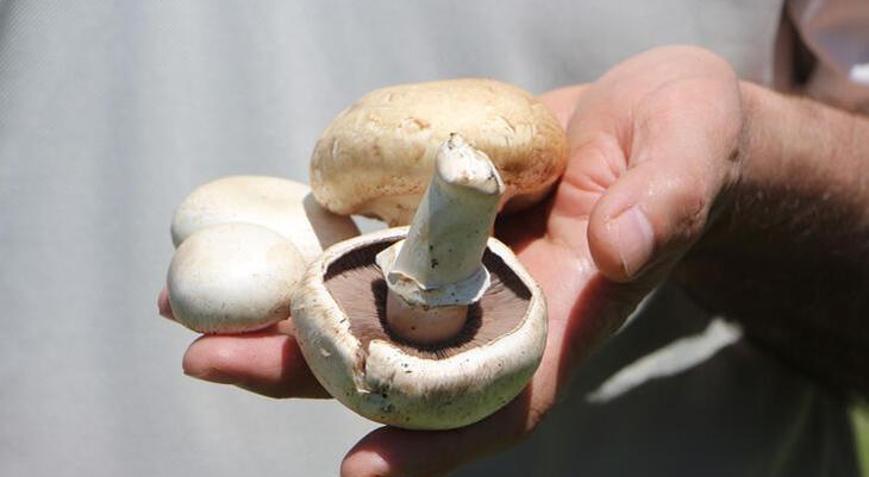 Zehirli mantarı ayırt etmek zor, uzak durulmalı