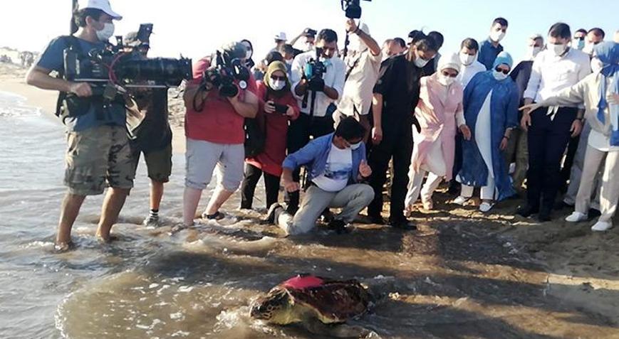 Uydu takip cihazlı 9 deniz kaplumbağasının sinyali kesildi