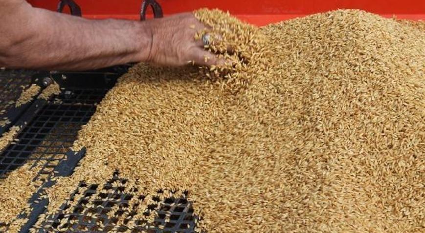 Balıkesir’de çeltik ekimleri başladı