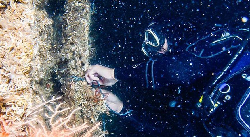 Denize +1 Nefes projesi başladı Marmara Denizi’ne mercan nakli yapıldı