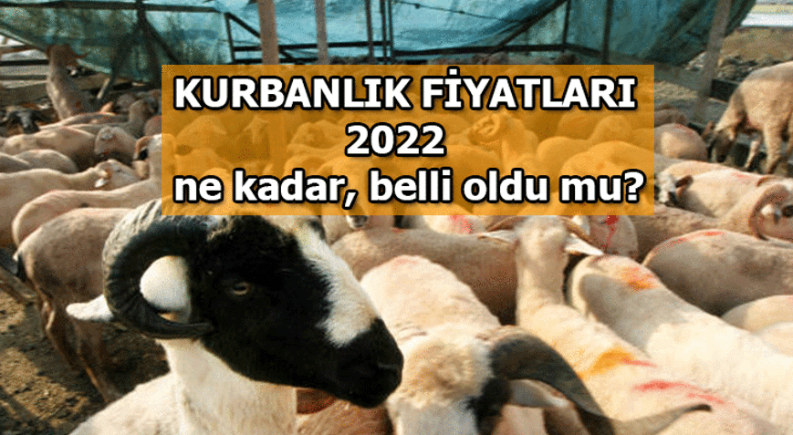 KURBANLIK FİYATI 2022: BÜYÜKBAŞ-KÜÇÜKBAŞ KURBANLIK FİYATLARI EN UCUZU ...