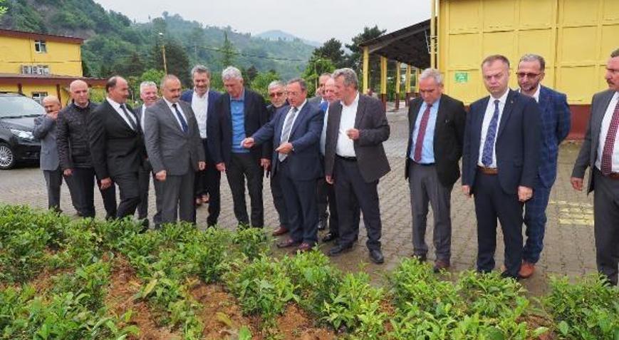 Yaş çayda üreticiye hasat çağrısı