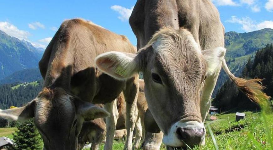 KURBAN BAYRAMI NE ZAMAN, bayrama kaç gün kaldı Kurban Bayram tatili kaç gün olacak