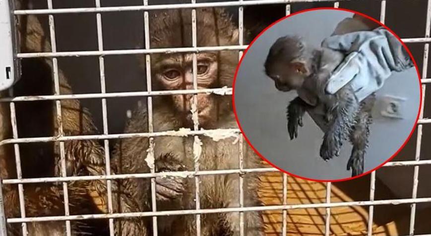 İrandan kaçak yollarla getirildi 35 bin lira ceza kesildi