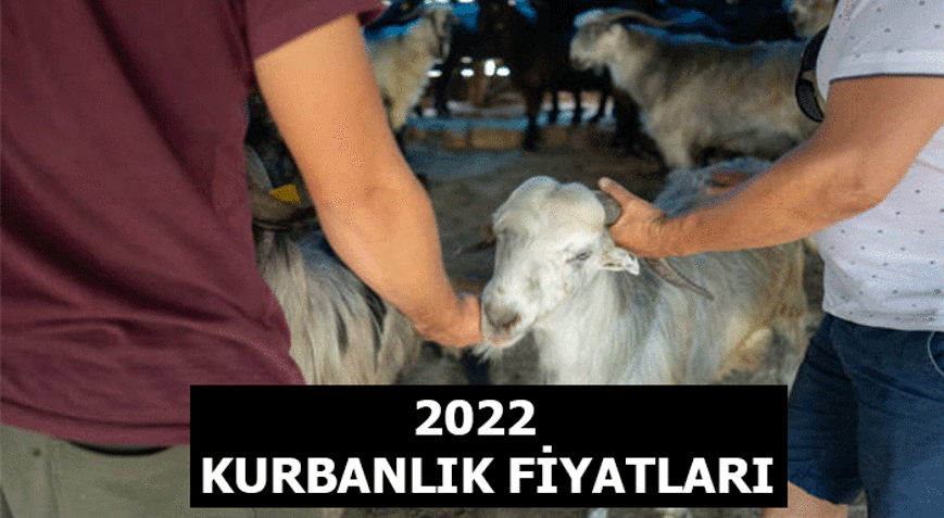 KURBANLIK FİYATLARI 2022 LİSTESİ: BU YIL KÜÇÜKBAŞ-BÜYÜKBAŞ KURBANLIK ...