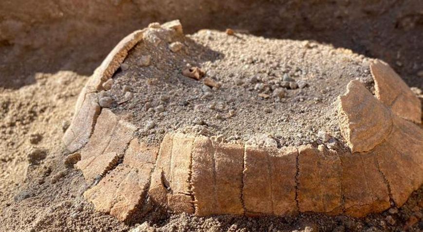 Pompeiide kaplumbağa ve yumurtaları bulundu