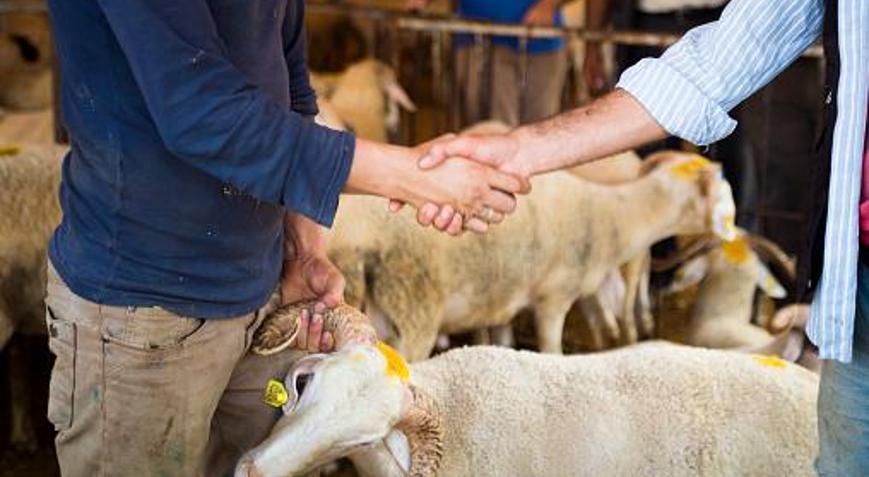 Kurbanlık fiyatları 2022 ne kadar Bu yıl kurban fiyatlarında en düşük, en yüksek büyükbaş - küçükbaş kaç para