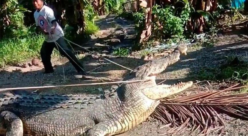 Dev timsahı sadece halatla yakaladı