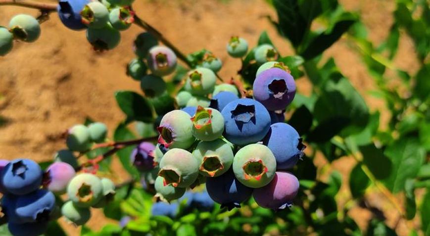Kilosu 100 lira Meyveleri bomba ve kuş sesleriyle koruyorlar