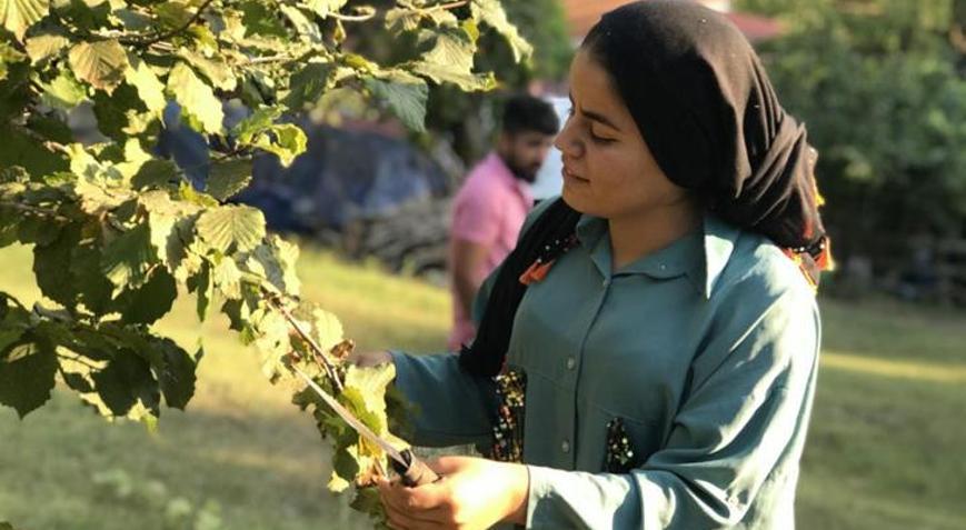 Fındık yevmiye ücreti 215 TL olarak açıklandı