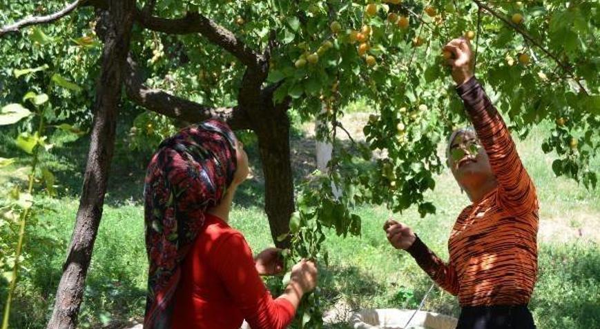 Ahlatta kaysı hasadına başlandı