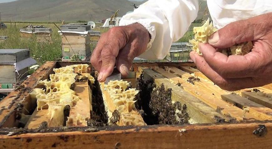 Kafkas arılarının tescilli balında 900 ton üretim beklentisi