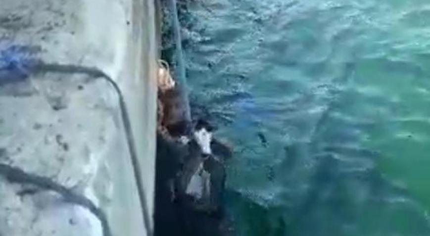 Denize düşen kedi iskelenin altından kurtarıldı