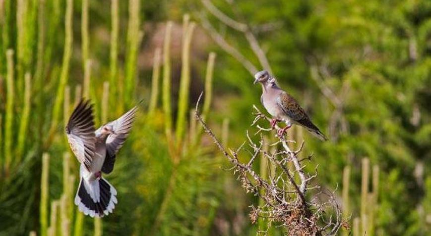 29 kuş türü ve 5 memeli, av listesinde
