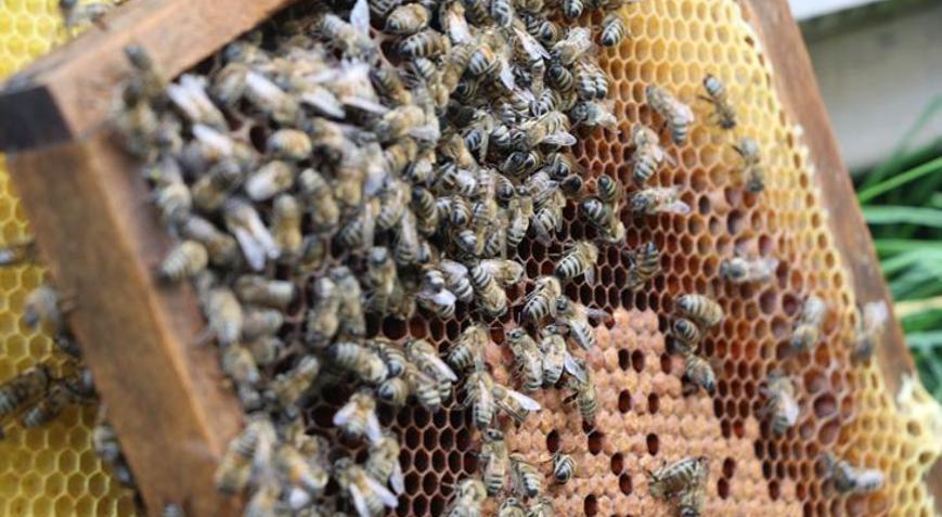 Anzer Balında bal sağımı gerçekleştirildi