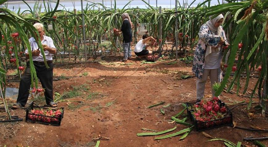 Ejder meyvesinin kilosu 80 TL