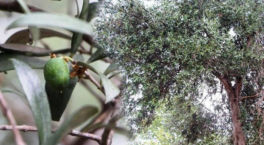 Tarihi milattan önceye dayanıyor Trabzonda bugünlerde adı var kendisi yok