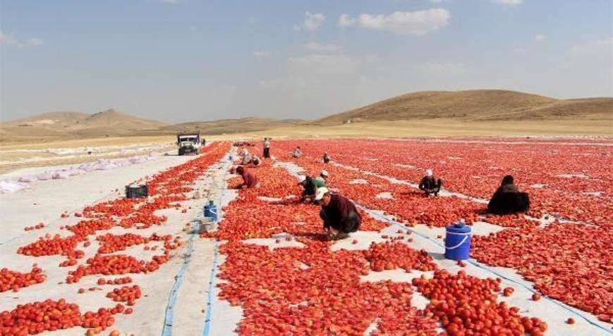 Elazığ’da kurutmalık ve salçalık domates hasadı başladı