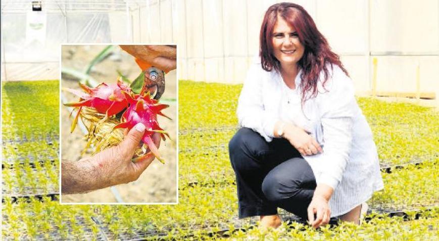 Ejder meyvesi Aydınlı oldu