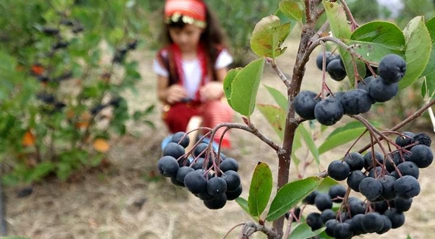 Karadenizin yeni meyvesi aronya için hasat zamanı