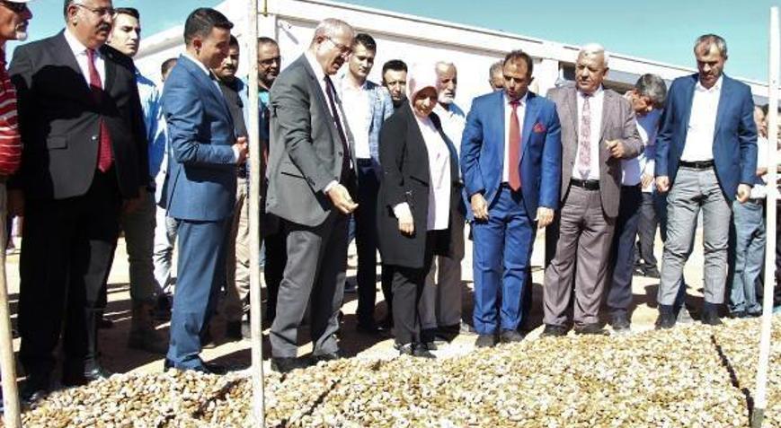 Elazığ’da badem hasadı başladı