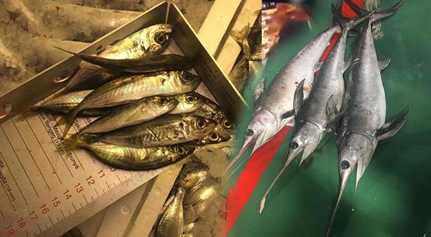 Gürpınar Halinde denetim Yasak avlanan 1 ton balığa el konuldu