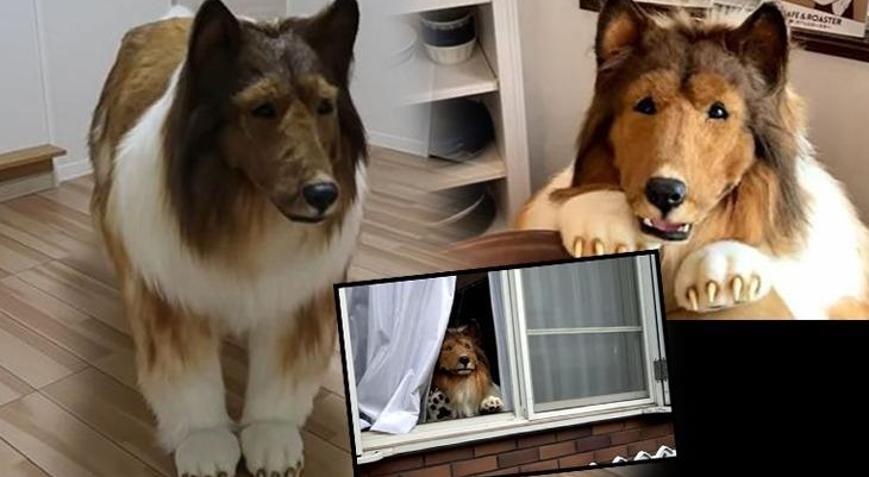 Artık bir köpek gibi yaşayacak Çocukluk hayaliydi: Pati veriyor, yerde uyuyor