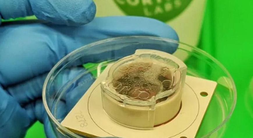 L﻿aboratuvar ortamında üretilen beyin hücreleri bilgisayar oyunu oynadı