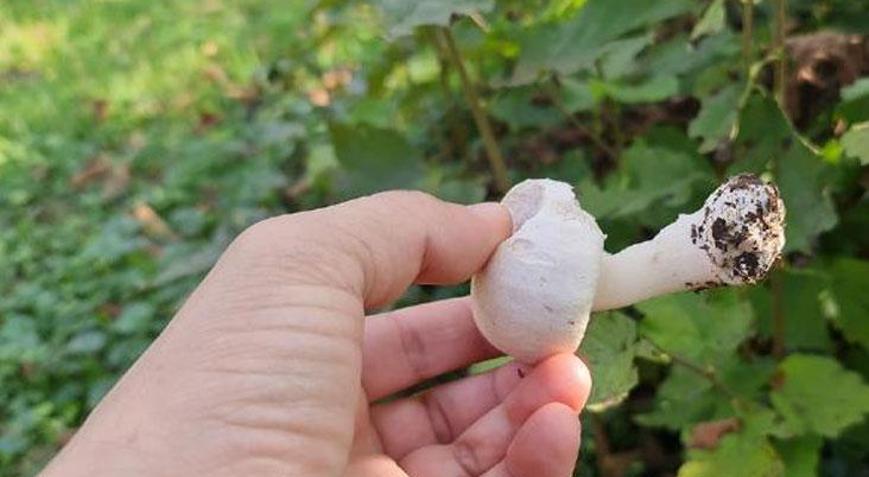 Mantardan 23 kişi zehirlendi, uyarı yapıldı