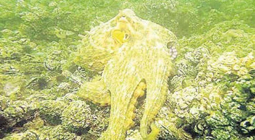 İzmit Körfezi’nde ahtapot sevinci